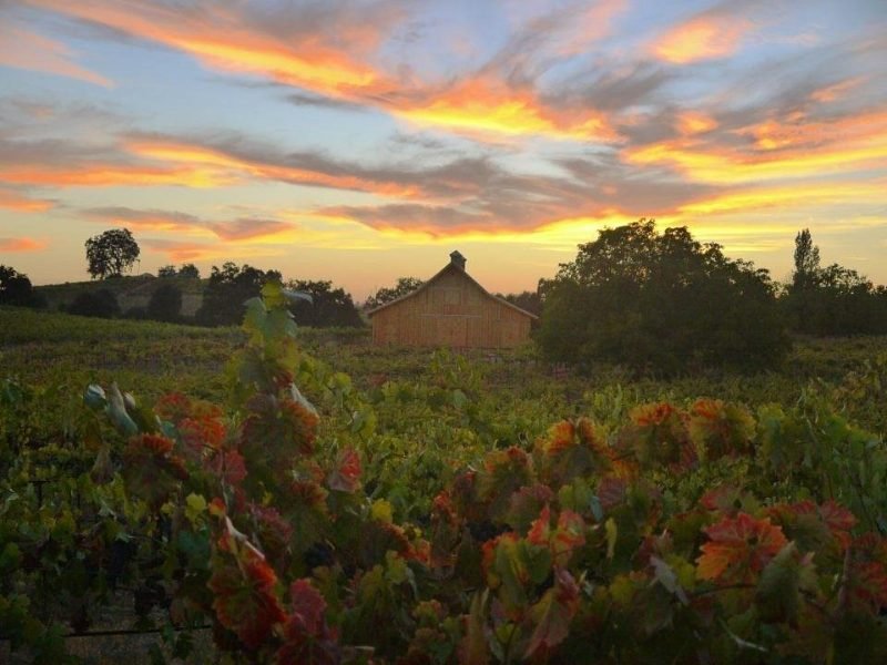 Barn in a vineyard at sunset in the Sierra foothills