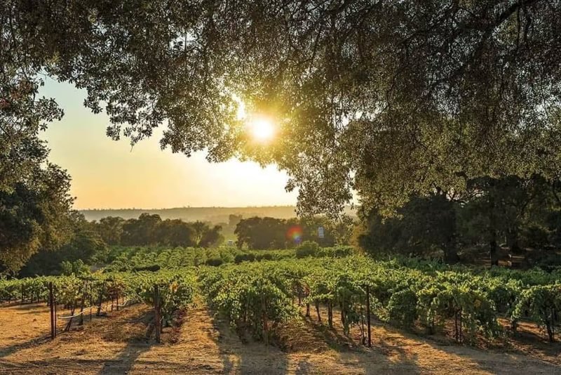 Sun shining through an oak tree over a foothill vineyard