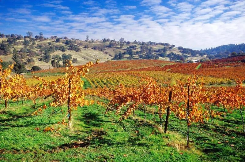 Foothill vineyard in fall color under a blue sky