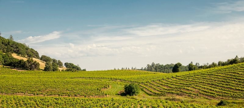 Green vineyard rows on rolling foothills